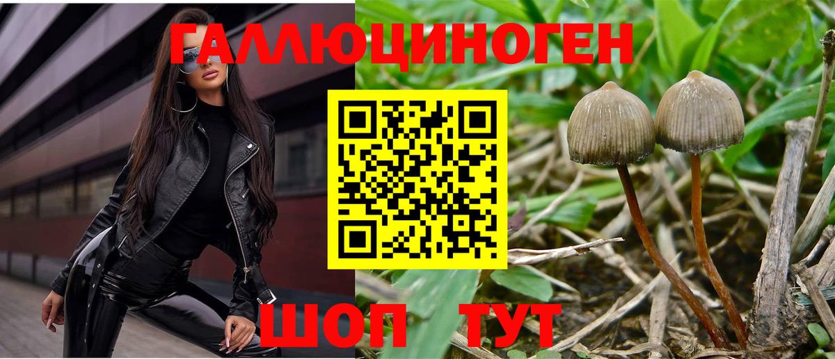 Галлюциногенные грибы Psilocybine cubensis  Вход с VPN  Славянск-на-Кубани  Псилоцибиновые грибы GOLDEN TEACHER 